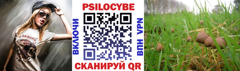 Купить  Карталы  Галлюциногенные грибы Psilocybe 